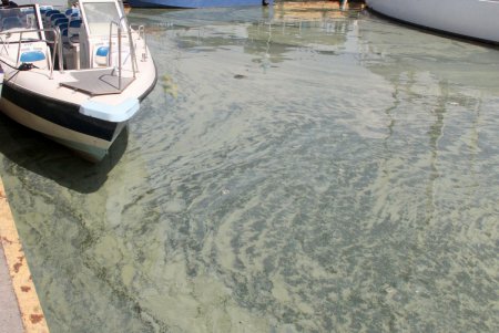 Черное море зеленого цвета (фоторепортаж)