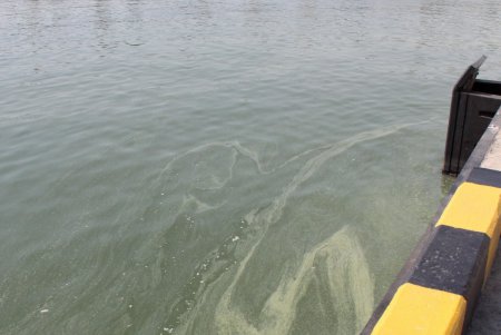 Черное море зеленого цвета (фоторепортаж)