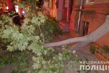 Сбил человека, врезался в дерево и попытался сбежать: одесситы задержали виновника ДТП (видео, дополнено)