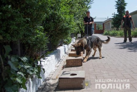 Четвероногие полицейские: овчарки с лабрадорами успешно ищут в Одессе оружие и наркотики (фото, видео)