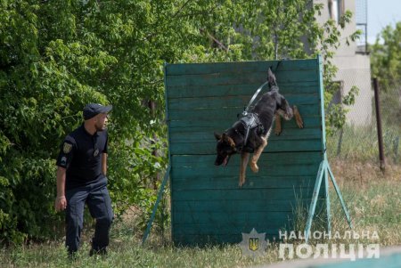 Четвероногие полицейские: овчарки с лабрадорами успешно ищут в Одессе оружие и наркотики (фото, видео)