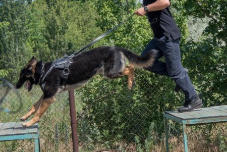 Четвероногие полицейские: овчарки с лабрадорами успешно ищут в Одессе оружие и наркотики (фото, видео)