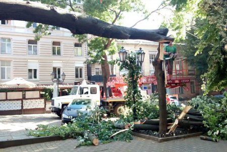 Из-за сильного ветра на Дерибасовской упало дерево (фото, обновлено)