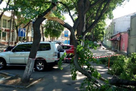 Из-за сильного ветра на Дерибасовской упало дерево (фото, обновлено)