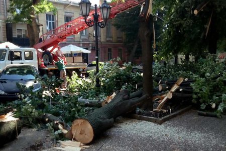 Из-за сильного ветра на Дерибасовской упало дерево (фото, обновлено)