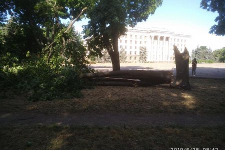 Из-за сильного ветра на Дерибасовской упало дерево (фото, обновлено)