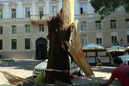 Из-за сильного ветра на Дерибасовской упало дерево (фото, обновлено)