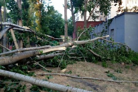 Разбушевался: шквальный ветер повалил в Одессе более 20 деревьев (фото)
