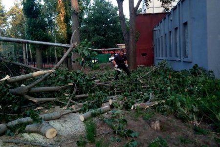 Разбушевался: шквальный ветер повалил в Одессе более 20 деревьев (фото)