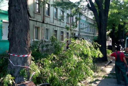 Разбушевался: шквальный ветер повалил в Одессе более 20 деревьев (фото)