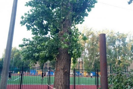 Разбушевался: шквальный ветер повалил в Одессе более 20 деревьев (фото)