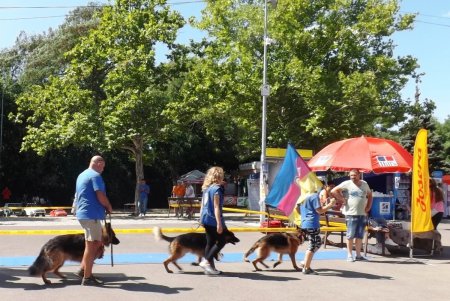 Ринги и конкурсы: в парке Шевченко прошла всеукраинская выставка собак (фото)