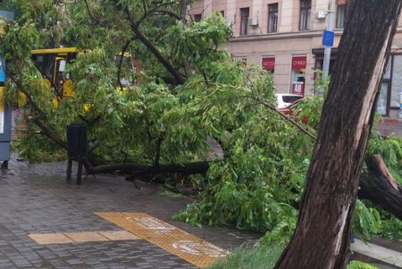 Из-за сильного ветра и дождя в Одессе настоящий древопад (фото)