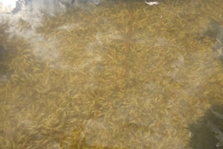 Под палящим солнцем на Хаджибейском лимане массово гибнет креветка (фото)