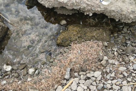 Под палящим солнцем на Хаджибейском лимане массово гибнет креветка (фото)