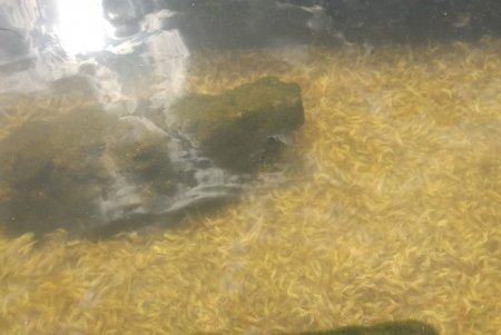 Под палящим солнцем на Хаджибейском лимане массово гибнет креветка (фото)