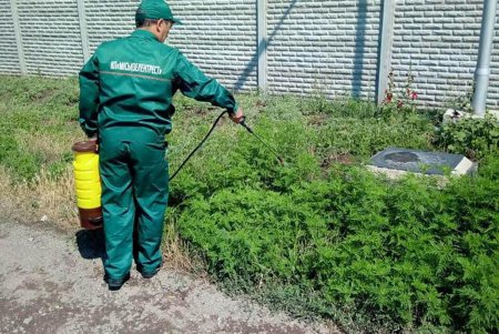 «Стоп амброзия»: как местных жителей избавляют от аллергии (фото)