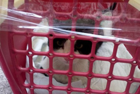 Кот из ОНУ им. Мечникова, за судьбу которого переживала вся Одесса, наконец пойман и обрел дом (фото)
