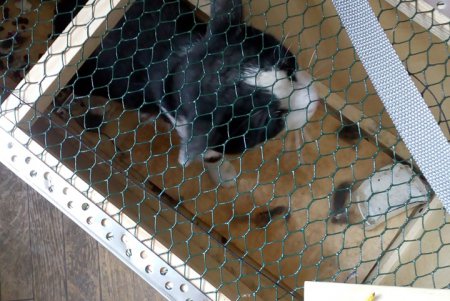 Кот из ОНУ им. Мечникова, за судьбу которого переживала вся Одесса, наконец пойман и обрел дом (фото)