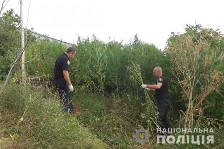 Обыск в Подольском районе: местный житель хранил более 13 килограммов наркотиков (фото)