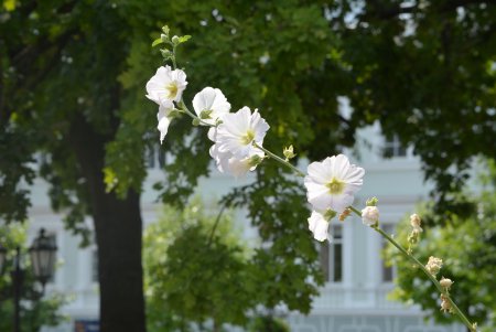 Прогулка по летней Одессе (фоторепортаж)