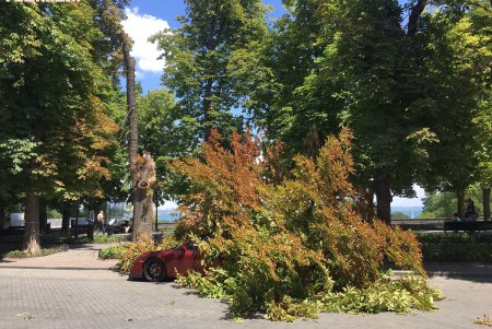 Крупная ветка упала на Porsche на Приморском бульваре (фото)