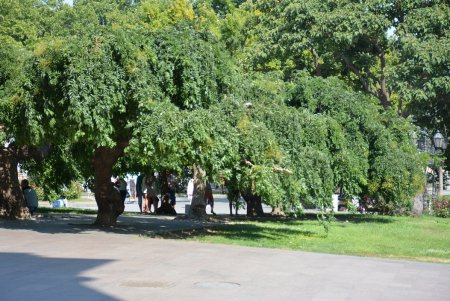 В центре Одессы больше не эксплуатируют животных (фоторепортаж)