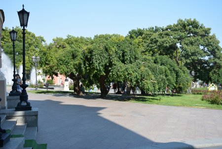 В центре Одессы больше не эксплуатируют животных (фоторепортаж)