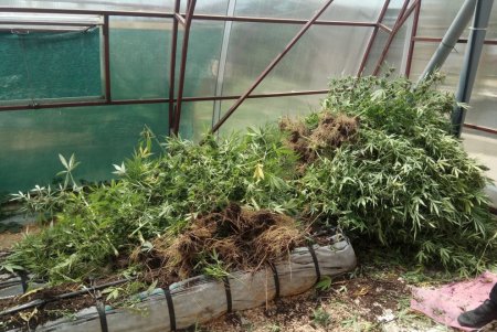 В Болградском районе в теплицах с капельным поливом выращивали коноплю (фото, видео)