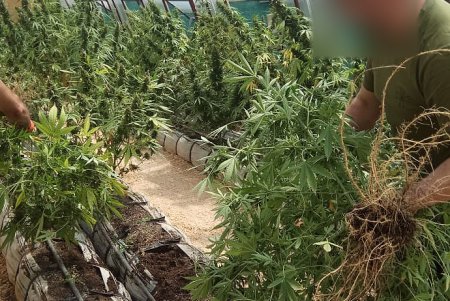 В Болградском районе в теплицах с капельным поливом выращивали коноплю (фото, видео)