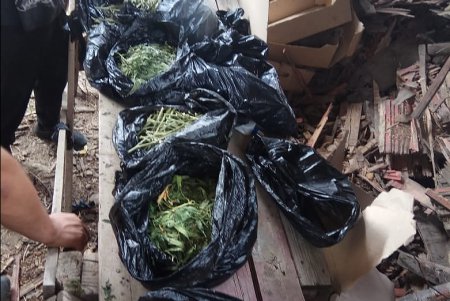 В Болградском районе в теплицах с капельным поливом выращивали коноплю (фото, видео)