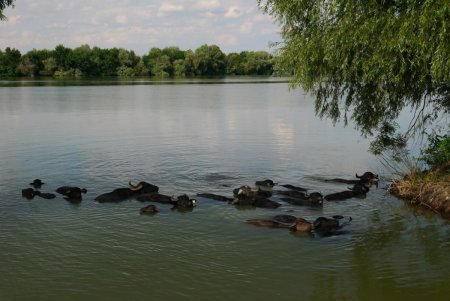 На острове Ермаков родился первый детеныш водяного буйвола (фото)