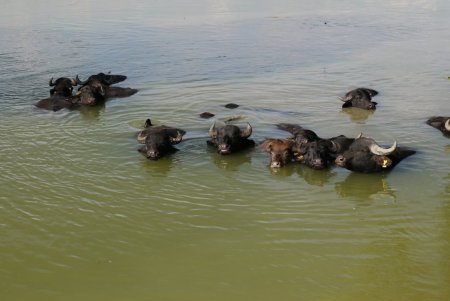 На острове Ермаков родился первый детеныш водяного буйвола (фото)