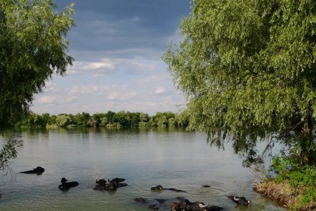 На острове Ермаков родился первый детеныш водяного буйвола (фото)