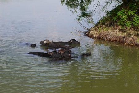На острове Ермаков родился первый детеныш водяного буйвола (фото)
