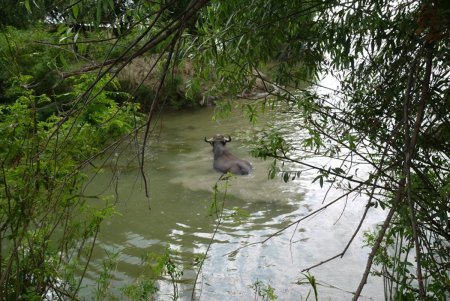 На острове Ермаков родился первый детеныш водяного буйвола (фото)