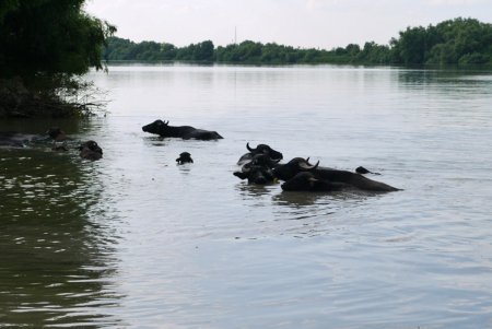 На острове Ермаков родился первый детеныш водяного буйвола (фото)