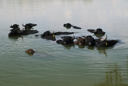 На острове Ермаков родился первый детеныш водяного буйвола (фото)