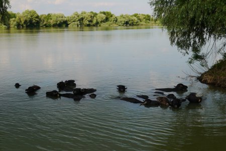На острове Ермаков родился первый детеныш водяного буйвола (фото)