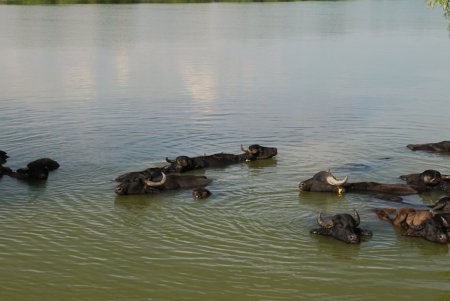 На острове Ермаков родился первый детеныш водяного буйвола (фото)