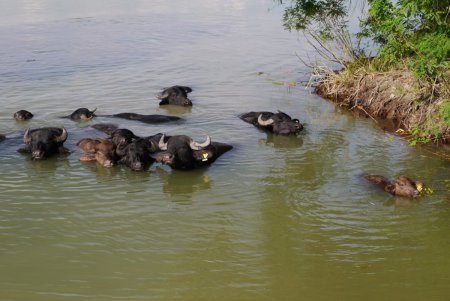 На острове Ермаков родился первый детеныш водяного буйвола (фото)