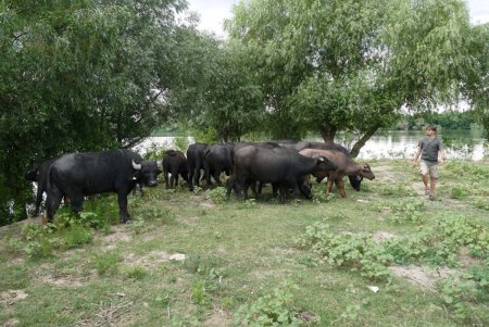 На острове Ермаков родился первый детеныш водяного буйвола (фото)