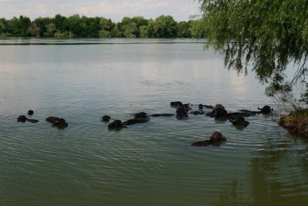 На острове Ермаков родился первый детеныш водяного буйвола (фото)