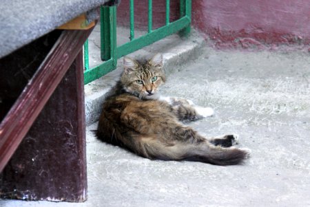 Колоритные дворики: прогулка по спуску Маринеско (фоторепортаж)