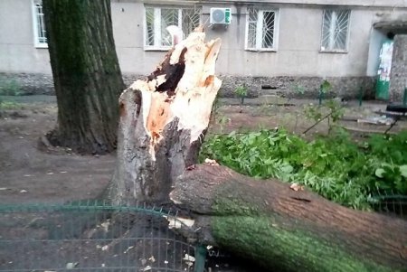 Четыре дерева упало в Одессе в результате непогоды (фото)