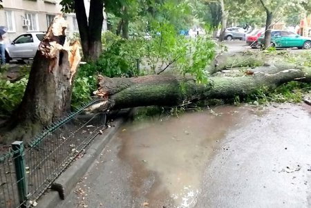 Четыре дерева упало в Одессе в результате непогоды (фото)