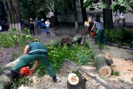 Четыре дерева упало в Одессе в результате непогоды (фото)