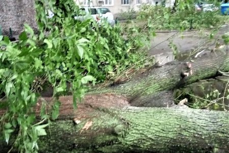 Четыре дерева упало в Одессе в результате непогоды (фото)