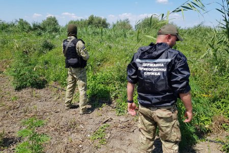 Две огромные плантации конопли обнаружили в Ренийском районе (фото, видео)