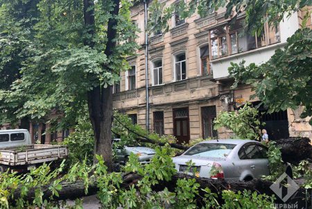 На Коблевской большие ветки рухнули на припаркованные авто (фото)